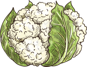 Vegetable cauliflower isolated leafy cabbage. Vector white flower buds in cabbage head