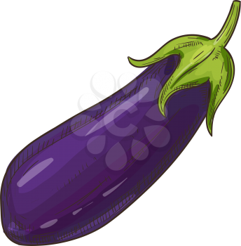 Aubergine vegetable, eggplant isolated sketch. Vector purple vegetable, whole brinjal edible fruit