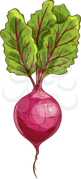 Fresh radish with green leaves isolated. Vector vegetarian food, pink root