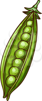 Peas seeds in green pods isolated legumes sketch. Vector beans and grains, vegetarian food