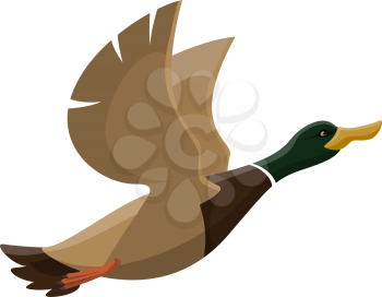 Duck wild bird vector isolated icon. Hunt fowl mallard or zoo flying duck bird