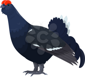 Black grouse or blackcock wild bird vector isolated icon. Hunt blackgame fowl or zoo bird