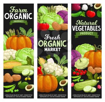 Vegetables and farm veggies, farm market and grocery store vector banners. Organic natural food pumpkin, tomato and pepper, zucchini squash and avocado, cauliflower, broccoli cabbage and asparagus