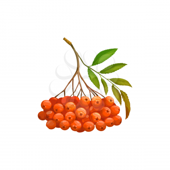 Rowanberry fruits or rowan berries icon, food from farm garden and wild forest, vector isolated. Rowan berries bunch ripe harvest for jam or juice package food ingredient, natural organic sweet fruits