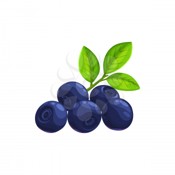 Blueberry berries fruits, food from farm garden and wild forest, vector flat isolated icon. Blueberries or bilberry bunch ripe harvest for jam or juice desserts