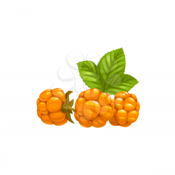 Cloudberry berries fruits, food from farm garden and wild forest, vector flat isolated icon. Cloudberries bunch ripe harvest for jam desserts