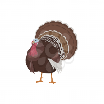 Turkey bird, farm and thanksgiving icon, vector agriculture poultry fowl. Turkey gobbler, domestic farm bird and food product or butcher shop isolated symbol