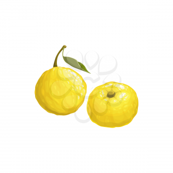 Yuzu fruit, exotic Japanese citrus fruits icon, vector tropical food. Yuzu fruits with leaf, tropic farm fruits harvest and sweet fruity dessert ingredient