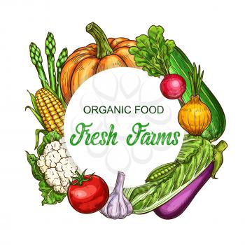 Organic vegetables and greenery frame. Pumpkin, radish and zucchini, onion, lettuce salad and eggplant, garlic, tomato and cauliflower sketch vector. Vegetables farm harvest, fresh organic food banner