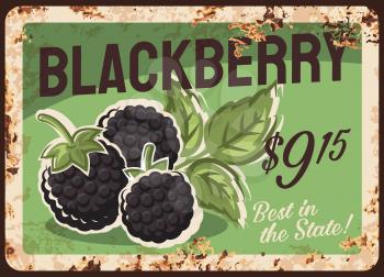 Blackberry rusty metal plate, vector vintage rust tin sign with ripe sweet berries, price tag for retail. Orchard organic production retro poster or shop ad promo, ferruginous label for farm market