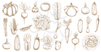 Farm veggies, greenery and vegetables sketch. Pumpkin, asparagus and onion, zucchini, corn and beetroot, pea, eggplant and cauliflower, garlic, tomato and kohlrabi, pattypan squash, cabbage vector