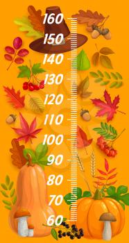 Thanksgiving autumn kids height chart with pumpkins and berry harvest, vector growth measure meter ruler scale with Thanksgiving holiday autumn leaves, oak acorns, rowan berries and pilgrim hat