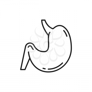 Stomach abdomen and digestion internal human organ isolated thin line icon. Vector digestive tract and enzyme system internal organ, gastroenterologist clinic emblem. Probiotic, lactobacillus bacteria