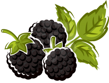 Blackberry fruit isolated summer berry. Vector wild or garden bramble, vegetarian food dessert