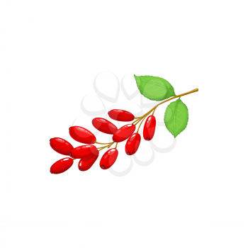 Barberry berries fruits, food from farm garden and wild forest, vector flat isolated icon. Barberries or berberis bunch ripe harvest for jam desserts or juice drinks