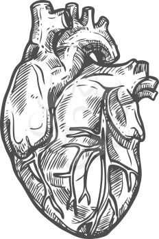 Heart sketch icon, cardiovascular system isolated vector. Blood circulation, human anatomy