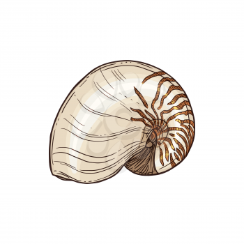 Atlantic Natica collaria isolated collared moon snail sketch. Vector marine gastropod mollusk