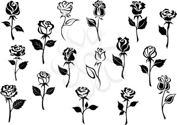 Black and white elegance roses flowers set for any floral design or love concept