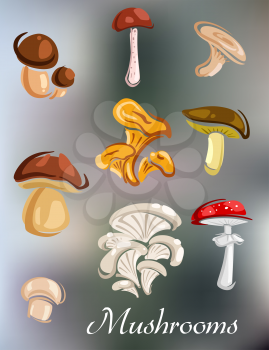 Forest natural mushrooms set on blurred background