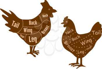Hen and rooster butcher cuts diagram with neck, breast, leg, thigh, wing, back and tail elements for butchery design