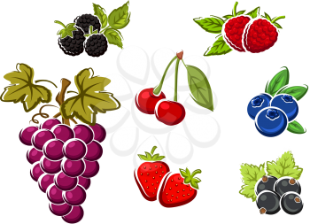 Sweet juicy berries with bunch of violet grape, strawberry, blackberry, raspberry, cherry, black currant, blueberry. Isolated on white background