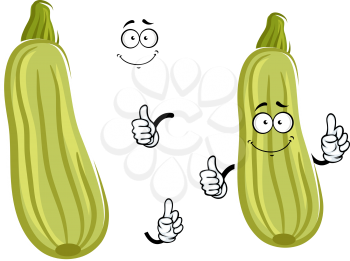 Smiling cartoon zucchini vegetable character with striped pale green peel giving thumb up. Isolated on white background