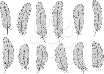 Light gray bird feathers with curved quills and tousled fluffy barbs. Isolated on white