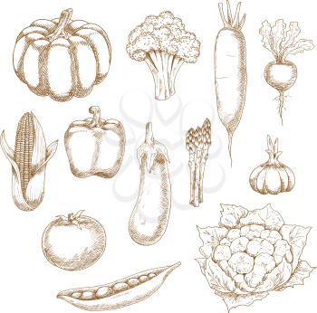 Healthful vegetables sketches with corn, bell pepper and tomato, eggplant and pea pod, broccoli and pumpkin, garlic and asparagus, beet and cauliflower, daikon. Agriculture, recipe book, menu design