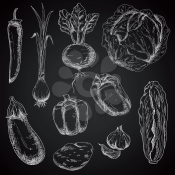 Chalk sketched cabbage, onion, chilli and bell peppers, eggplant and potato, garlic, beet and chinese cabbage vegetables. Retro engraving vegetables for recipe book, vegetarian healthy food themes