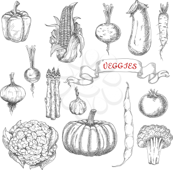 Farm corn cob and onion, pepper and eggplant, pumpkin and tomato, broccoli and garlic, asparagus and beans, beet and radish, cauliflower and daikon vegetables sketches with ribbon banner