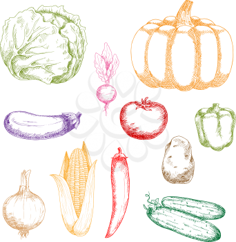 Colorful sketches of green cabbage, bell pepper and cucumbers, corn cob and onion bulb, violet eggplant, red tomato and chilli pepper, orange pumpkin, brown potato and purple beet vegetables