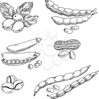Coffee berries with leaves and roasted beans, pods of sweet pea and common beans, peanuts with dry shell sketches. Use in agriculture harvest, grocery market, vegetarian food and drinks themes design