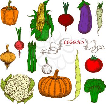 Organically grown ripe tomato, sweet beet, orange bell pepper and pumpkin, pungent garlic, onion and radish, fresh corn cob and pod of bean, eggplant, broccoli, asparagus, daikon and cauliflower veget