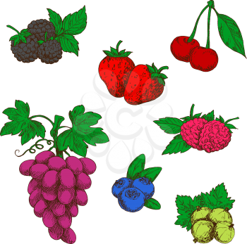 Flavorful wild forest and garden fruits sketch symbols with ripe red strawberries, raspberries and cherries, blueberries, purple grapes, blackberries and green gooseberries. Retro stylized berries for