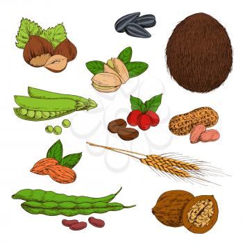 Fresh and dried nuts, beans, seeds and cereals sketches of peanuts and hazelnuts, coffee and walnuts, pistachios and almonds, wheat ears, sunflower seeds and coconut, pods of green peas and common bea