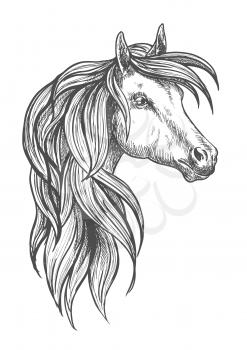 Cavalry war horse of morgan breed icon in sketch style for horse breeding or western riding symbol design with powerful and beautiful young stallion