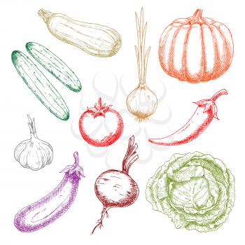 Ripe autumnal pumpkin and tomato, green crunchy cabbage and cucumbers, onion and eggplant, sweet juicy beetroot and zucchini, pungent garlic and chili pepper sketches. Agriculture harvest design usage
