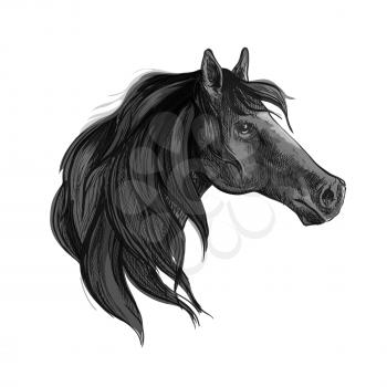 Black horse sketch of purebred arabian mare with silky mane. Equestrian sport, horse racing or t-shirt print design
