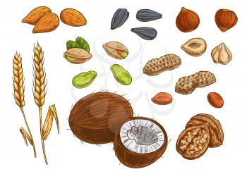 Nuts, grain and kernels. Sketch vector icons of wheat, almond, pistachio, coconut, sunflower seeds, peanut hazelnut walnut