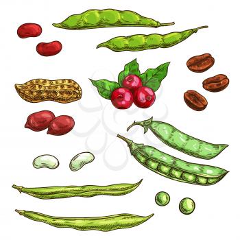 Nuts, kernels and berries isolated icons. Vector sketch elements of plants seeds, coffee beans, pea pod, bean, berries, cranberry
