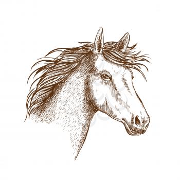 Sketched stallion horse icon with head of arabian riding horse. Equestrian sporting theme or t-shirt print design