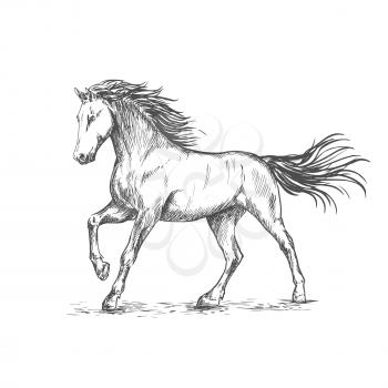 White horse with stamping hoof pencil sketch portrait. Prancing mustang with mane and tail waving by wind