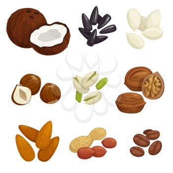 Nuts, grain and kernels. Vector icons of coconut, almond, pistachio, sunflower seeds, pumpkin seeds, peanut, hazelnut walnut coffee beans