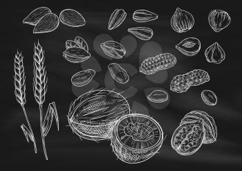 Nuts, grain chalk sketch on blackboard. Isolated vector icons of coconut, almond, pistachio, sunflower seeds, peanut, hazelnut, walnut, coffee beans wheat ears