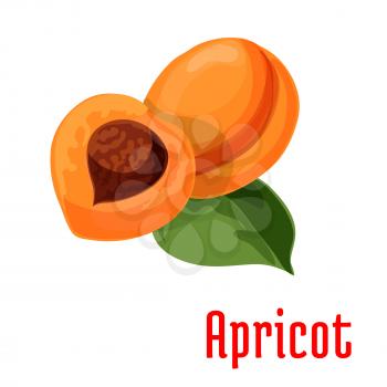 Apricot. Fresh juicy fruit isolated on stem with leaves. Botanical style product emblem for juice sticker design element, jam label, packaging tag, grocery shop, farm store decoration