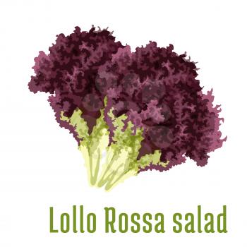 Lollo Rossa salad. Vegetable icon. Isolated leafy salad ingredient. Vegetarian fresh product sign for sticker, grocery shop, farm store element