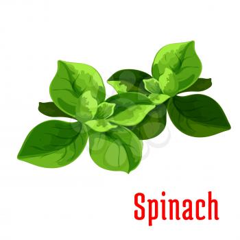 Spinach leaves vegetable icon. Isolated leafy salad ingredient. Vegetarian fresh food product sign for sticker, grocery shop, farm store element