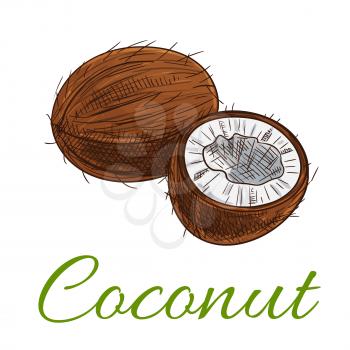 Coconut. Isolated whole and cracked coconuts product emblem for fruit product label, packaging sticker, grocery shop tag, farm store