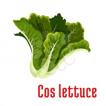 Fresh cos lettuce icon with bunch of romaine lettuce with green leaves. Organic farming, vegetarian salad recipe, food packaging design