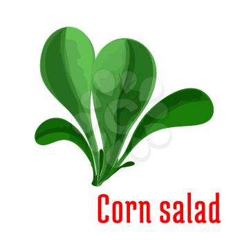 Corn salad leaf vegetable cartoon icon with dark green rosette of rounded leaves. Healthy vegetarian food, organic farming and salad recipe design